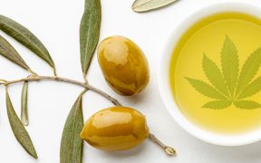 aceite de oliva cannábico